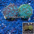 LiveAquaria® Two Pack Cultured Galaxea Coral (click for more detail)