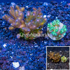 LiveAquaria® Two Pack Cultured Pocillopora Coral (click for more detail)