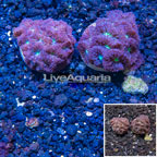 LiveAquaria® Two Pack Cultured Blastomussa Coral (click for more detail)