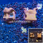 LiveAquaria® Two Pack Cultured Blue Ridge Coral (click for more detail)
