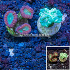 LiveAquaria® Two Pack Cultured Caulastrea Coral (click for more detail)