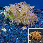 LiveAquaria® Two Pack Cultured Anthelia Coral (click for more detail)