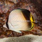 Vagabond Butterflyfish (click for more detail)
