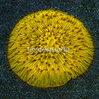 Short Tentacle Plate Coral Indonesia (click for more detail)