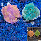 LiveAquaria® Two Pack Cultured Montipora Coral (click for more detail)