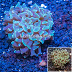 LiveAquaria® Cultured Hammer Coral (click for more detail)