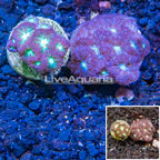LiveAquaria® Two Pack Cultured Blastomussa Merletti Coral (click for more detail)