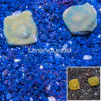 LiveAquaria® Two Pack Cultured Montipora Coral (click for more detail)