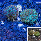 LiveAquaria® Cultured Galaxea Coral, Two Pack (click for more detail)