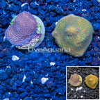 LiveAquaria® Cultured Montipora Coral, Two Pack (click for more detail)