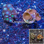 LiveAquaria® Cultured Zoanthus and Protopalythoa Coral, Two Pack (click for more detail)