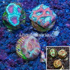 LiveAquaria® Cultured Favia Coral, Three Pack (click for more detail)