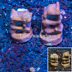LiveAquaria® Cultured Blue Ridge Coral, Two Pack (click for more detail)