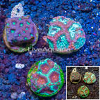LiveAquaria® Cultured Favia Coral, Three Pack (click for more detail)