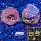 LiveAquaria® Cultured Cyphastrea Frag, Two Pack (click for more detail)