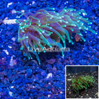 LiveAquaria® Cultured Torch Coral (click for more detail)