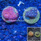LiveAquaria® Cultured Chalice & Leptastrea Coral, Two Pack (click for more detail)