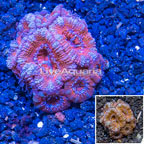 LiveAquaria® Cultured Acan Lord Coral (click for more detail)