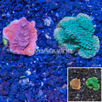 LiveAquaria® Cultured Montipora Coral, Two Pack (click for more detail)