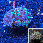 LiveAquaria® Cultured Hammer Coral (click for more detail)