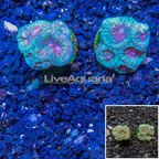 LiveAquaria® Cultured Favia Brain Coral, Two Pack (click for more detail)