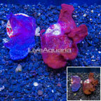 LiveAquaria® Cultured Photosynthetic Plating Red & Blue Sponge, Two Pack (click for more detail)
