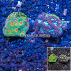 LiveAquaria® Cultured Favia Coral, Two Pack (click for more detail)