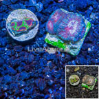 USA Cultured Goniastrea & Wolverine Favia Brain Coral, Two Pack (click for more detail)