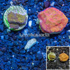LiveAquaria® Cultured Leptoseris Coral, Two Pack (click for more detail)