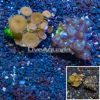 LiveAquaria® Cultured Zoanthus and Protopalythoa Coral, Two Pack (click for more detail)