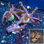 LiveAquaria® Cultured Tree Coral, Three Pack (click for more detail)