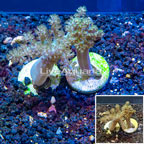 LiveAquaria® Cultured Pineapple Tree Coral, Two Pack (click for more detail)