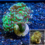 LiveAquaria® Cultured Hammer Coral (click for more detail)