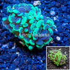 LiveAquaria® Cultured Hammer Coral (click for more detail)