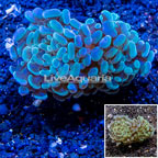 LiveAquaria® Cultured Hammer Coral (click for more detail)