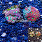 LiveAquaria® Cultured Favia Coral, Two Pack (click for more detail)