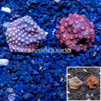 LiveAquaria® Cultured Cyphastrea Frag, Two Pack (click for more detail)