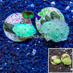 LiveAquaria® Cultured Green Cabbage Leather Coral, Two Pack (click for more detail)
