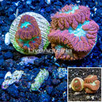 LiveAquaria® Cultured Blastomussa Coral, Two Pack (click for more detail)