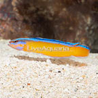Neon Dottyback (click for more detail)
