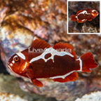Peacekeeper Maroon Clownfish [Blemish] (click for more detail)