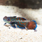 Red Mandarin, Female (click for more detail)