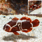 Peacekeeper Maroon Clownfish (click for more detail)