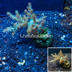 Pineapple Tree Coral Indonesia (click for more detail)