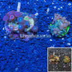 Two Pack Zoanthus Coral Indonesia (click for more detail)