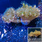 Devil's Hand Leather Coral Indonesia (click for more detail)