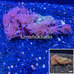 Waving Hand Coral Vietnam (click for more detail)