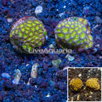 LiveAquaria® Two Pack Cultured Leptastrea (click for more detail)