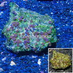 Zoanthus Coral Vietnam (click for more detail)