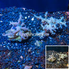 Sinularia Leather Coral Vietnam, Two Pack (click for more detail)